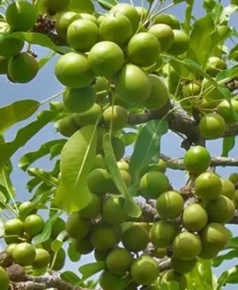 Shea yaa fruits growing on the tree in Northern Uganda