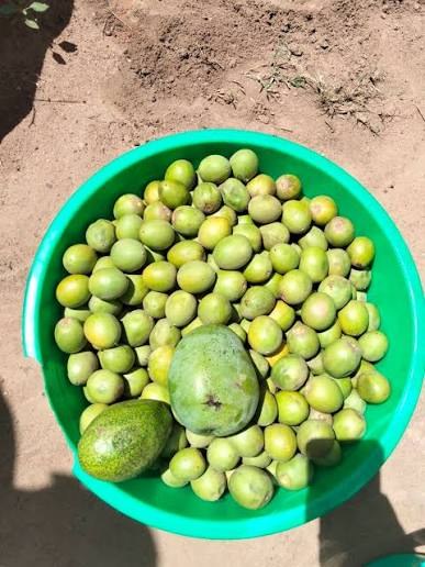 Yaa shea fruits harvested in Northern Uganda