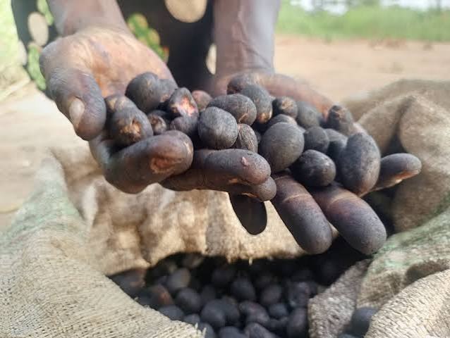 Ugandan woman holding dried shea seeds in Northern Uganda